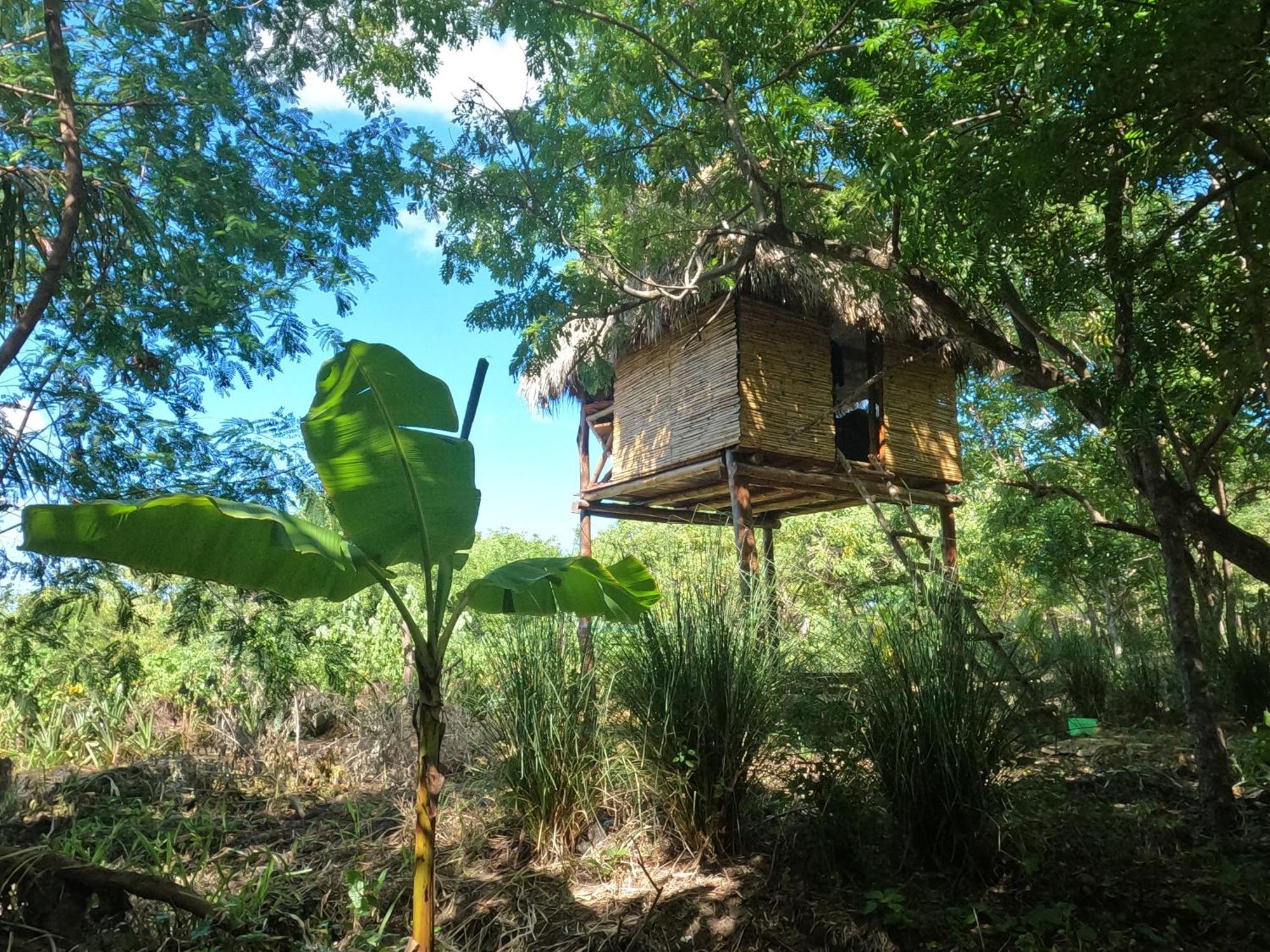 Palapa Hostel Transito Exterior photo